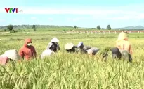 Hiệu quả từ mô hình khai hoang đất, chia ruộng cho người nghèo