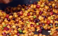 Brazil phát triển cà phê đặc sản