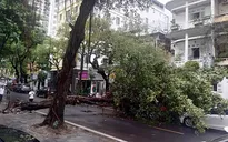 Cây xanh đè bẹp ô tô đỗ trên phố Hà Nội sau cơn mưa lớn