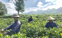 Làm giàu từ phát triển cây đặc sản vùng cao