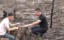 Điều tra vụ chặt phá rừng trái phép ở Khu bảo tồn Kẻ Gỗ
