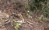 Vụ phá rừng tại Khu Bảo tồn Kẻ Gỗ: Tạm đình chỉ công tác Trưởng phòng Quản lý bảo vệ rừng