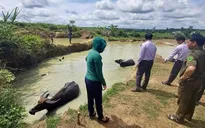Đắk Lắk: 58 trẻ đuối nước trong 7 tháng đầu năm