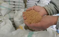 WB: Vòng xoáy giá lương thực đang cuốn nhiều nước vào khủng hoảng