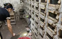 Làng tỷ phú từ nghề nuôi rắn độc