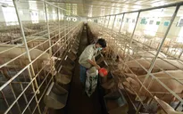 Giá lợn hơi liên tiếp giảm