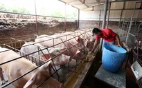 Bình ổn giá lợn hơi, hỗ trợ người chăn nuôi tái đàn