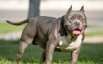 Một phụ nữ 64 tuổi bị chó Pitbull cắn tử vong