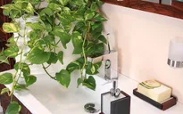 Những loại cây thích hợp nên đặt trong phòng tắm nhà bạn