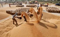 Ấn Độ siết xuất khẩu gạo, Việt Nam hưởng lợi?