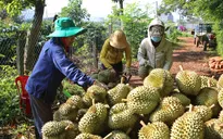 Lô sầu riêng đầu tiên xuất chính ngạch sang Trung Quốc