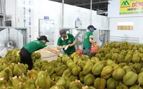 Chính thức xuất khẩu lô sầu riêng chính ngạch sang Trung Quốc