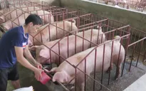 Giá lợn hơi đang ở dưới mức giá thành
