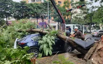 Hà Nội: Cơn mưa lớn khiến nhiều cây bị bật gốc, ngập úng một số tuyến phố