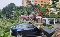 Hà Nội: Cây xanh bật gốc đè lên ô tô do mưa dông lớn
