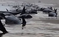 Hơn 200 cá voi mắc cạn tập thể ở Tasmania, chỉ 35 con sống sót