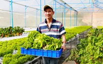 Vụ rau VietGAP "dởm" vào siêu thị: Lâm Đồng tăng cường quản lý nguồn gốc nông sản