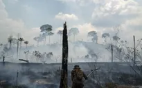 Cháy rừng Amazon tại Brazil diễn ra tồi tệ nhất kể từ tháng 9/2010