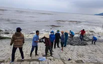 Hà Tĩnh huy động hàng trăm hộ dân gia cố đê biển bị sạt lở