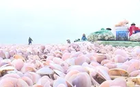 Hàng trăm tấn ngao giấy dạt vào bờ biển Nam Định
