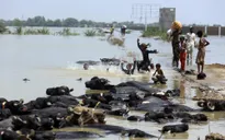 Hơn 1.280 người tử vong do lũ lụt ở Pakistan, 1/3 là trẻ em
