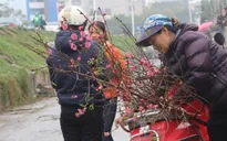 Hoa cành được ưa chuộng dịp Tết Nguyên đán