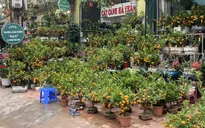 Quất, đào rực rỡ mang sắc Tết khắp đường phố Hà Nội