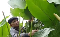 "Thủ phủ" lá dong miền Bắc nhộn nhịp vào vụ Tết