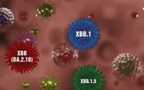 Nga và Romania phát hiện biến thể XBB.1.5