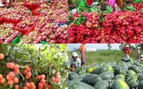Xuất khẩu nông sản: Xây dựng thương hiệu thay vì đi "buôn chuyến"