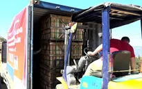 Xuất khẩu củ cải sang Nhật Bản