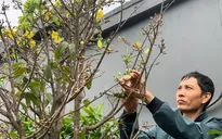 Sức mua yếu, thị trường hoa Tết ảm đạm