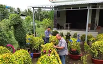 Độc, lạ quất cảnh tạo hình mèo