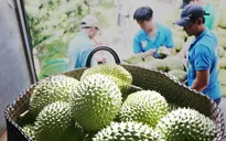 Sầu riêng hướng tới tỷ đô tại thị trường tỷ dân