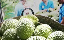 Điểm sáng trong xuất khẩu trái cây