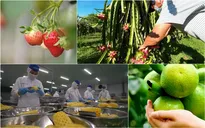 Con đường nông sản: Lợi thế quốc gia - Khát vọng kiến tạo quốc gia nông nghiệp