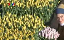 Nhộn nhịp Ngày hoa tulip tại Hà Lan