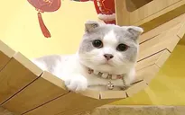Những câu chuyện thú vị về mèo
