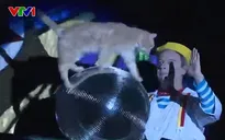 Độc đáo Nhà hát Mèo tại Nga