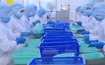 Nông sản tìm cách tăng trưởng xuất khẩu