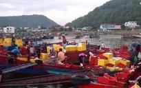 Ngư dân trúng đậm chuyển biển xuyên Tết