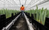 Khi năng lượng "đào" Bitcoin giúp tulip “nở hoa”
