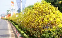 Gần 1.000 cây mai vàng rực giữa dải phân cách