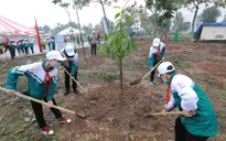Nhiều địa phương phát động Tết trồng cây