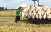 Thị trường lúa gạo khởi sắc ngay từ đầu năm