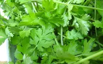 EU nới lỏng kiểm soát rau gia vị của Việt Nam