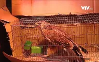 Nỗ lực cứu hộ động vật hoang dã