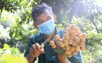 Xuất khẩu chính ngạch lô nhãn đầu tiên sang Nhật Bản
