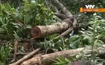 Vẫn nóng tình trạng phá rừng giáp ranh