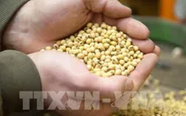 Giá lương thực toàn cầu ở mức cao kỷ lục trong năm 2022